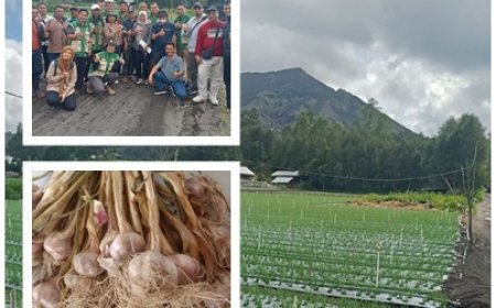 Kementan Lirik Kintamani, Bawang Songan Kembali Digenjot