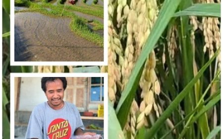 “Arumba Angkat Pendapatan Petani Berangbang”