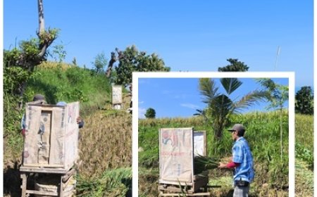 “Rombong, Senjata Sederhana Tekan Susut Panen”