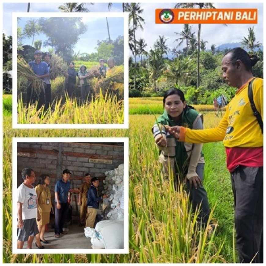 “Petani Sambangan Cetak 2,5 Ton Benih”