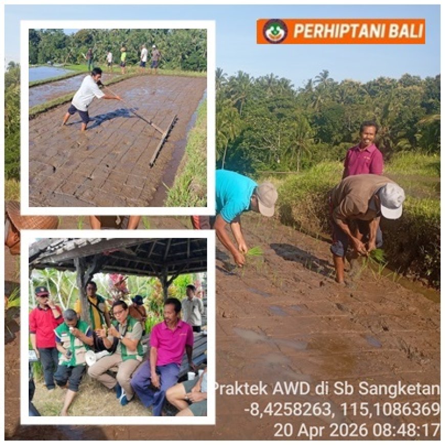Hari Ketiga, Petani Batukaru Langsung Turun ke Sawah