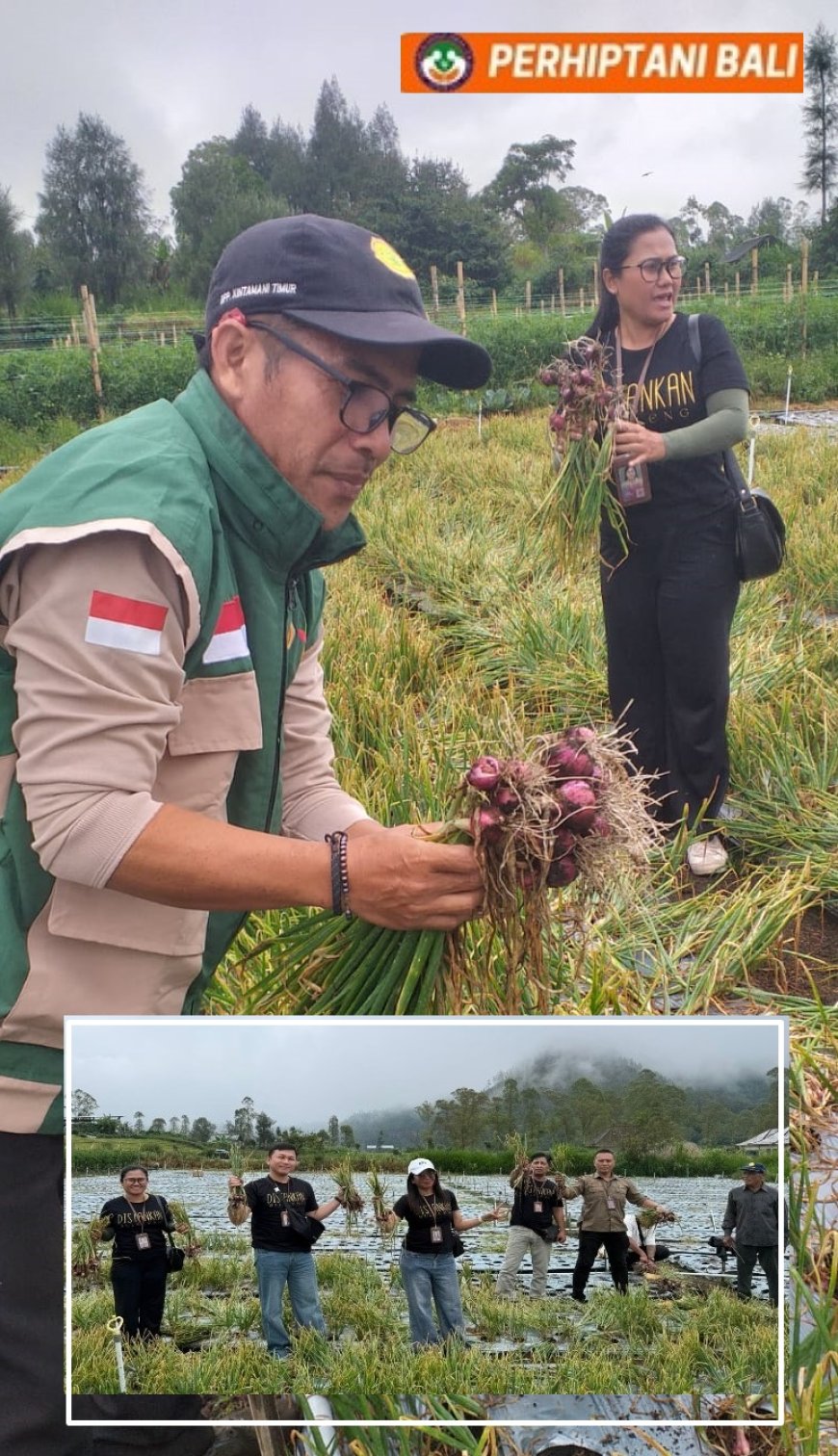 Bawang Songan Disasar, Buleleng–Bangli Matangkan Skema Pasar