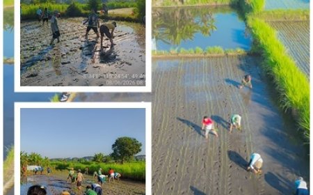Tanam Inpari 32, Penyuluh Dorong Jajar Legowo