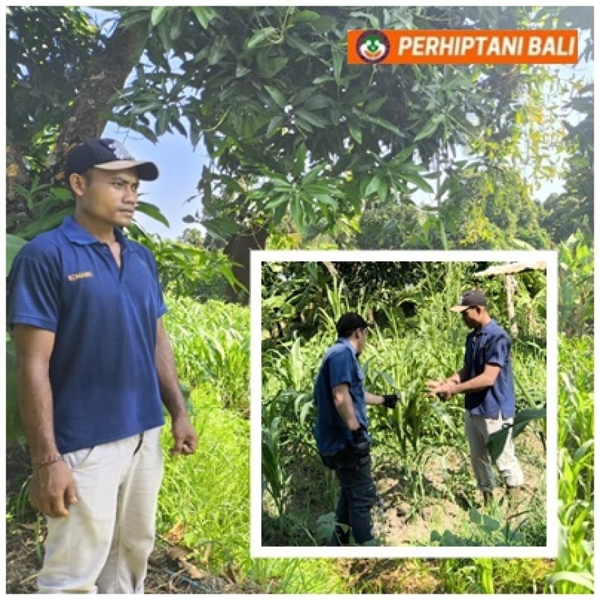 Sentuhan Penyuluh Menjaga Asa Petani Muda di Kayuputih